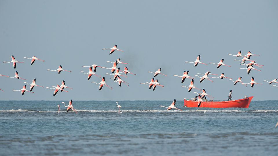 Photo of Mandvi, Gujarat, India by Disha Kapkoti