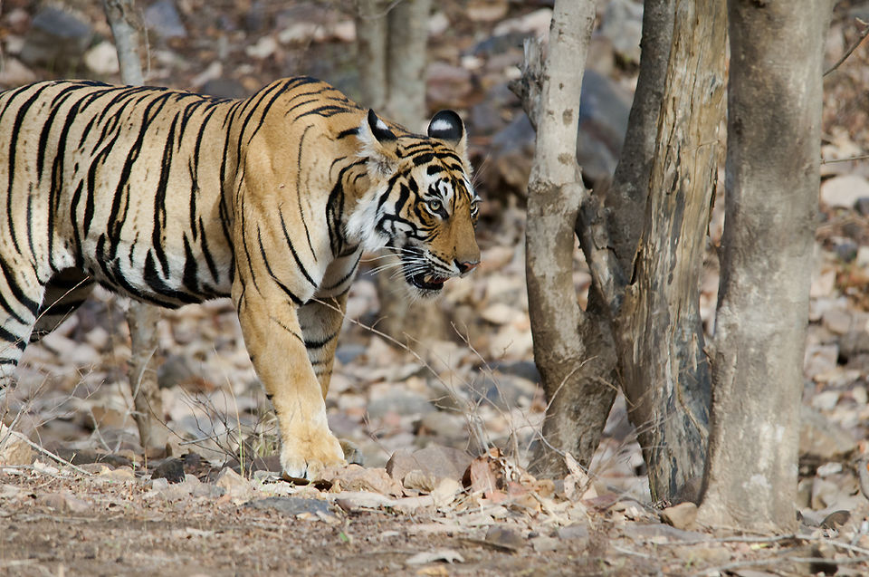 Photo of Sariska Tiger Reserve, Alwar, Ganeshpura With Rundh Kali Ghati, Rajasthan, India by Disha Kapkoti