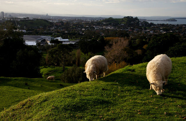 Photo of Auckland, New Zealand by Disha Kapkoti