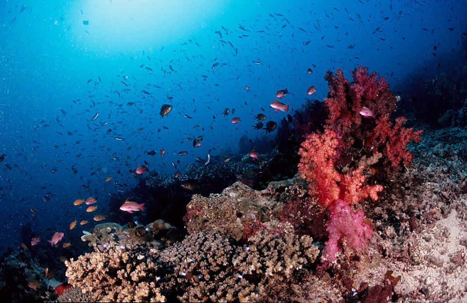 Photo of Great Astrolabe Reef, Kadavu Province, Eastern Division, Fiji by Disha Kapkoti