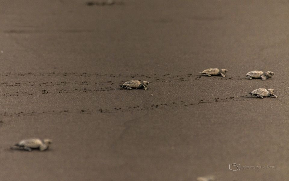 Photo of Velas Beach, Ratnagiri, Maharashtra, India by Disha Kapkoti