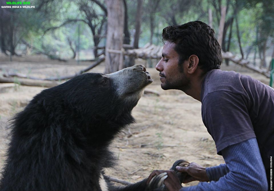 Photo of Wildlife SoS Bear Sanctuary, Muranda, Uttar Pradesh, India by Disha Kapkoti