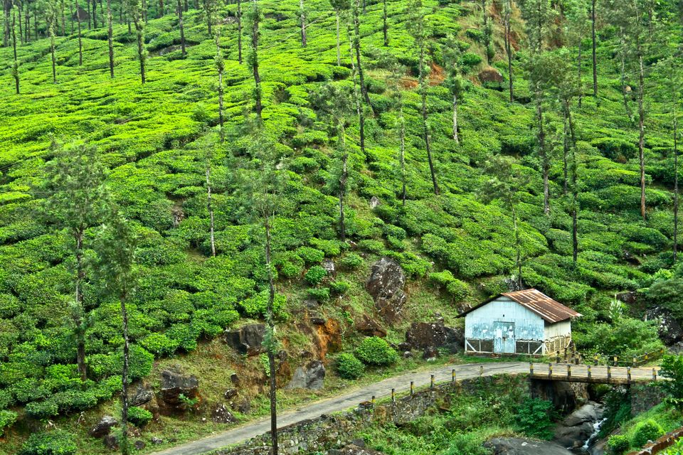 Photo of Wayanad, Kerala, India by Disha Kapkoti