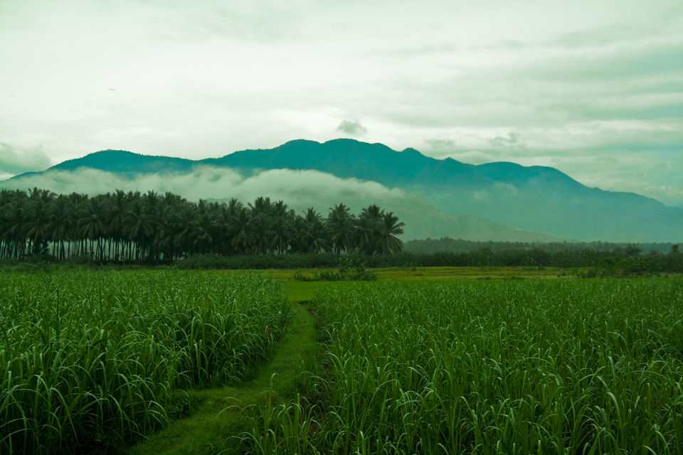 Photo of Munnar, Kerala, India by Disha Kapkoti