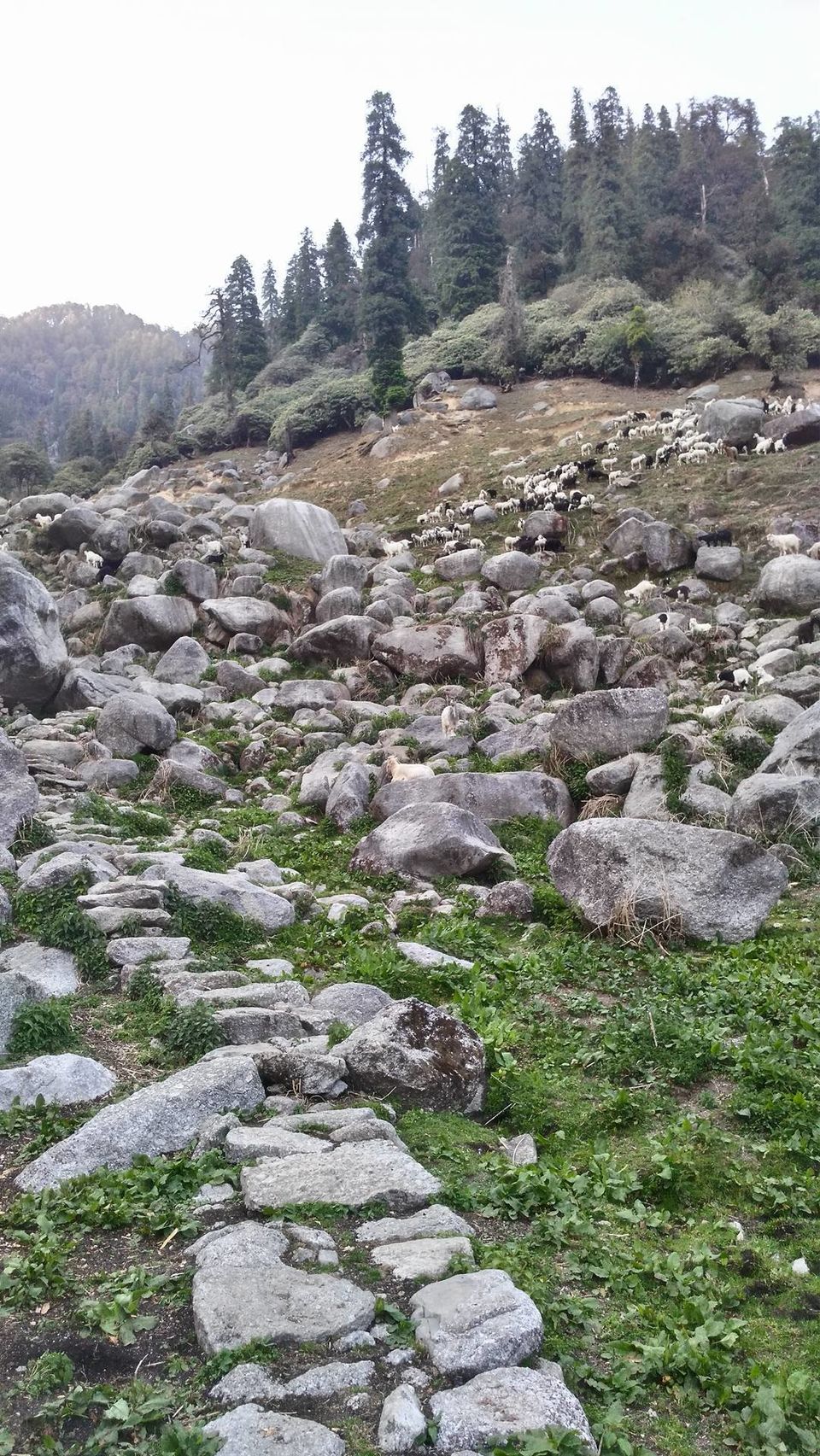 Photo of Kareri Lake Camping, Kareri, Himachal Pradesh, India by Disha Kapkoti
