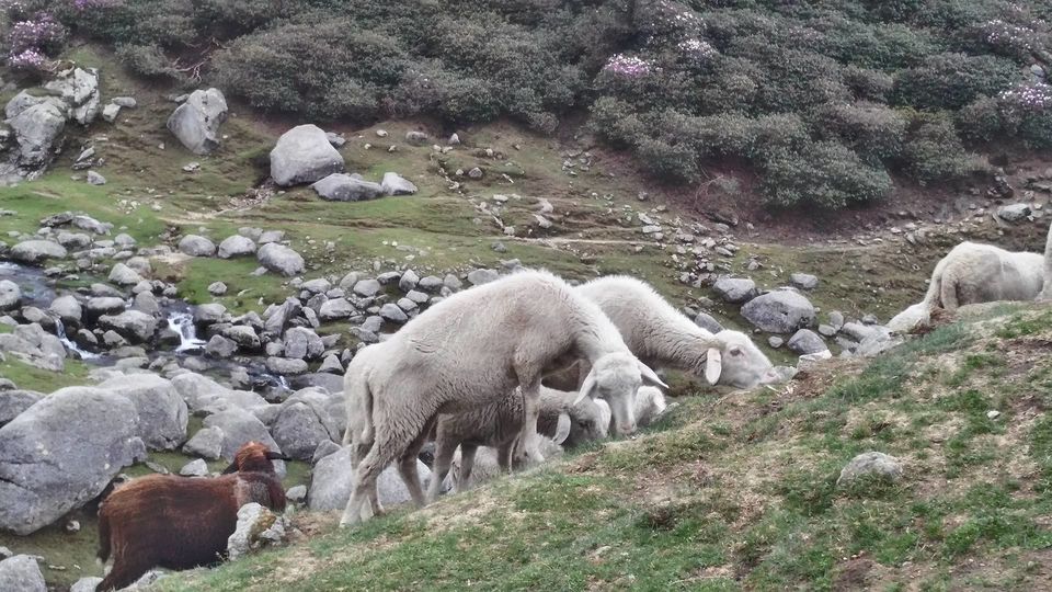 Photo of Kareri Lake Camping, Kareri, Himachal Pradesh, India by Disha Kapkoti