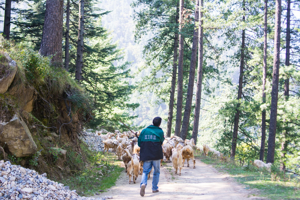 Photo of Sharchi, Himachal Pradesh, India by Disha Kapkoti