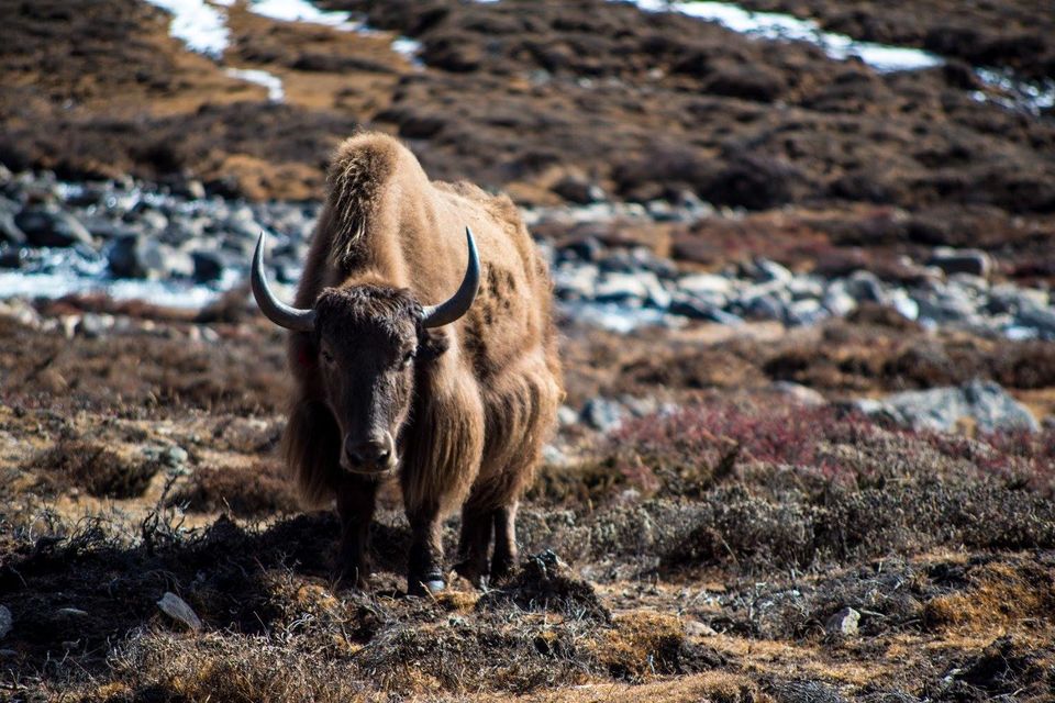 Photo of 6 Hidden Places to Visit in Sikkim on a Spectacular Road Trip to Gurudongmar Lake by Disha Kapkoti