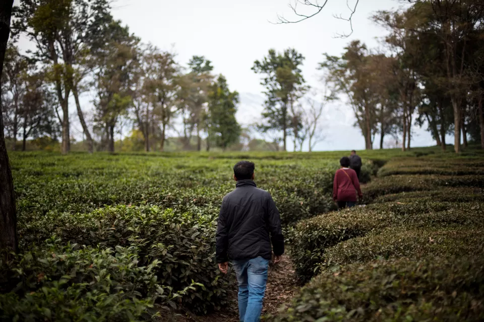 Photo of Palampur, Himachal Pradesh, India by Disha Kapkoti
