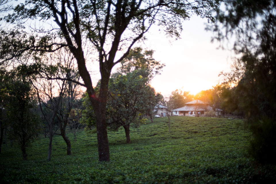 Photo of Palampur, Himachal Pradesh, India by Disha Kapkoti