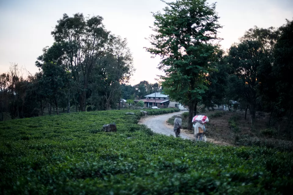 Photo of Palampur, Himachal Pradesh, India by Disha Kapkoti
