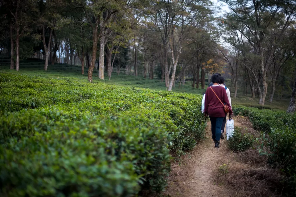 Photo of Palampur, Himachal Pradesh, India by Disha Kapkoti