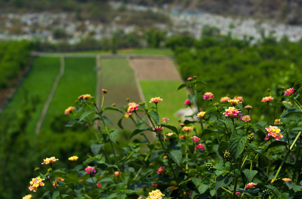 Photo of Pindari Glacier Trek Amidst Flowering Rhododendrons In May 2018 by Disha Kapkoti