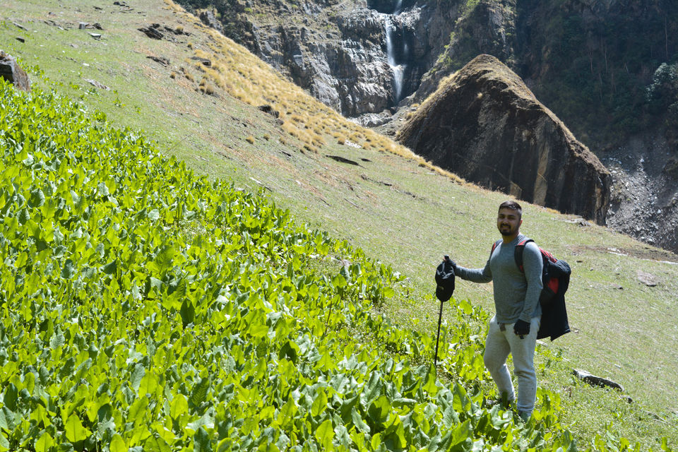 Photo of Pindari Glacier Trek Amidst Flowering Rhododendrons In May 2018 by Disha Kapkoti