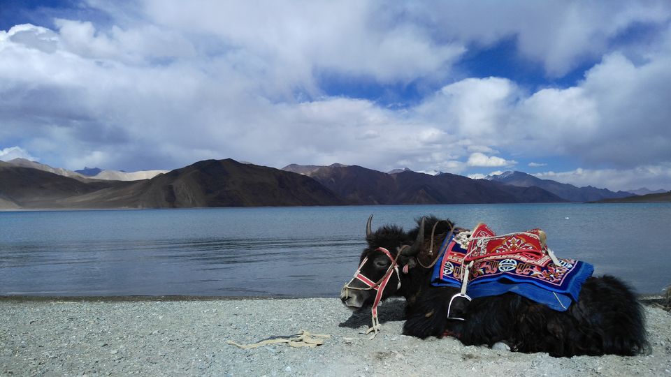 Photo of Best Experiences and Places To Visit In Leh On Your Dream Trip To Ladakh This Season 1/3 by Disha Kapkoti
