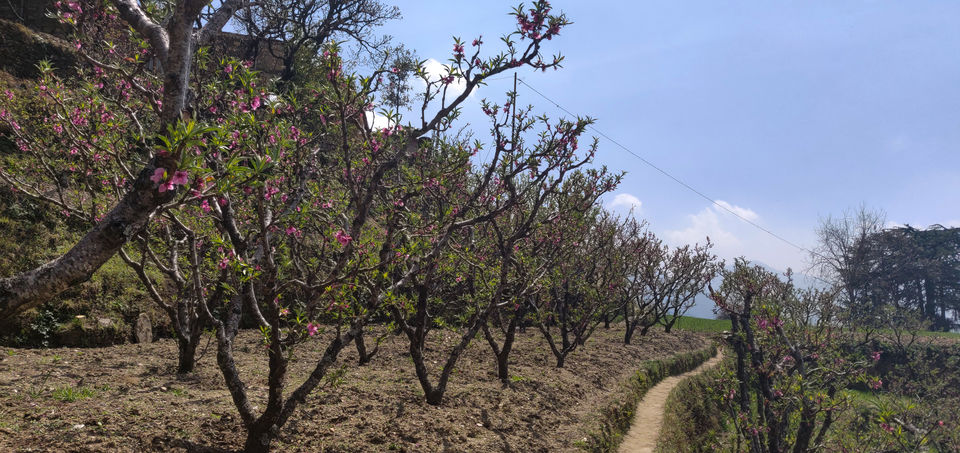 Photo of Woodnotes Foreststays: A Perfect Springtime Escape In The Orchards Of Kumaon by Disha Kapkoti