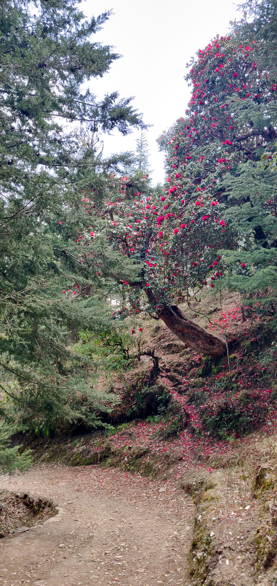 Photo of Woodnotes Foreststays: A Perfect Springtime Escape In The Orchards Of Kumaon by Disha Kapkoti