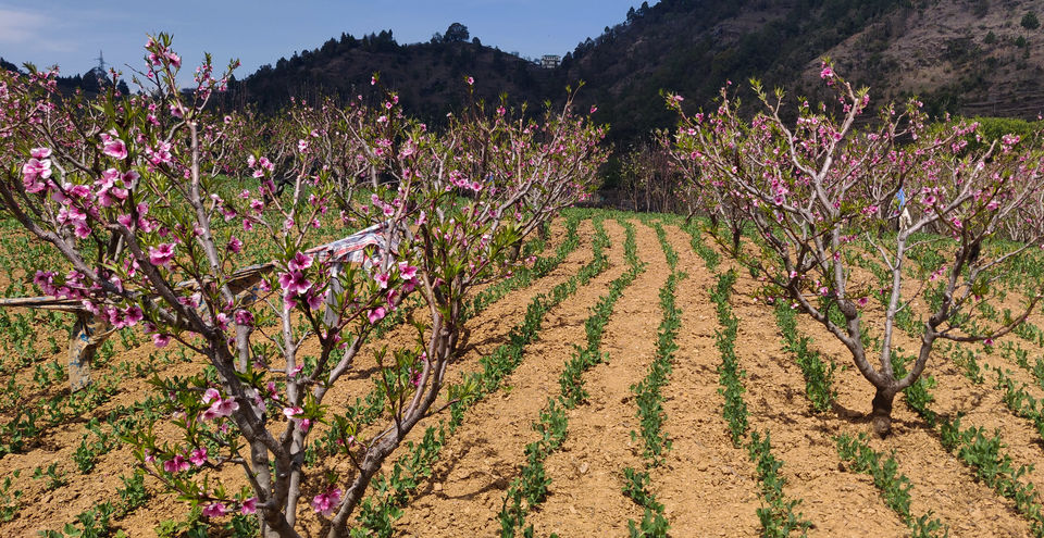Photo of Woodnotes Foreststays: A Perfect Springtime Escape In The Orchards Of Kumaon by Disha Kapkoti