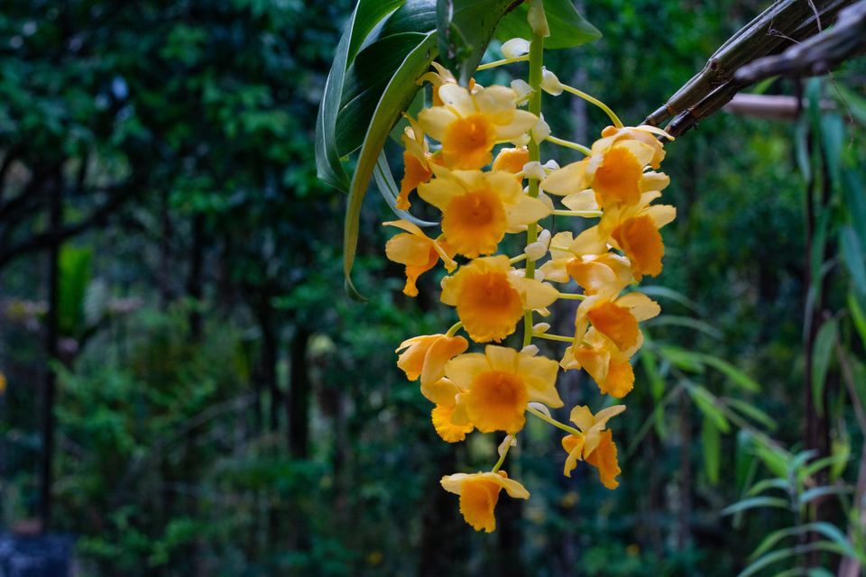 Photo of Take a Break to See the Gorgeous Meghalaya Slide into Monsoon by Disha Kapkoti