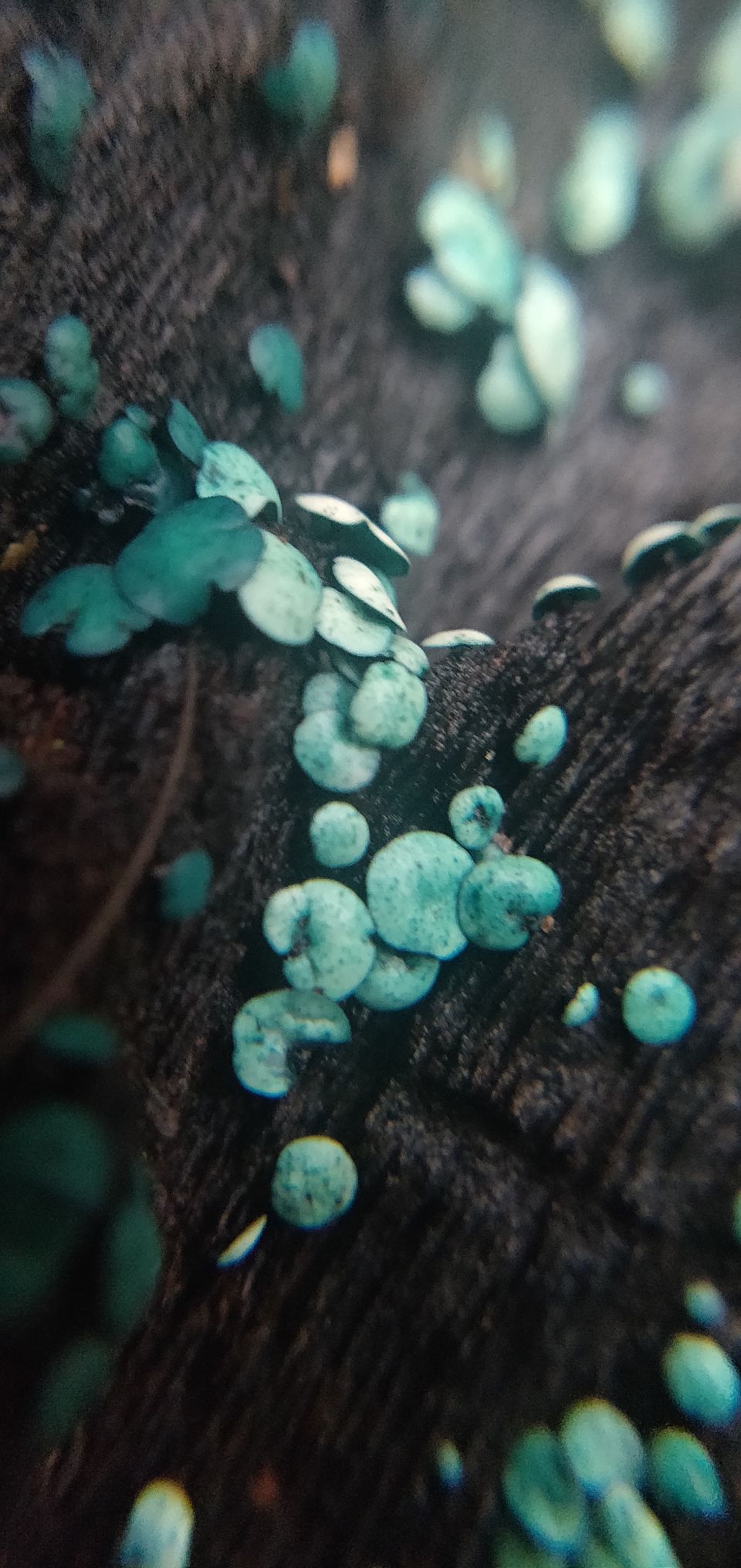 Photo of Sacred Forest In Mawphlang Is All About Things You've Never Seen Or Heard Before by Disha Kapkoti
