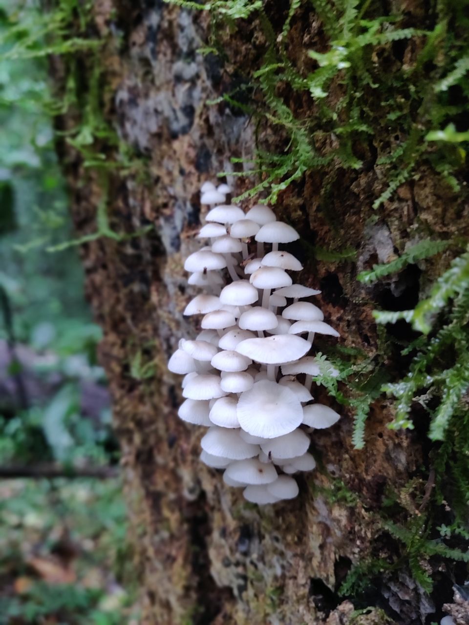 Photo of Sacred Forest In Mawphlang Is All About Things You've Never Seen Or Heard Before by Disha Kapkoti