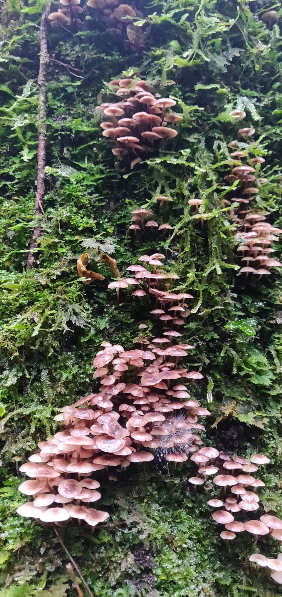 Photo of Sacred Forest In Mawphlang Is All About Things You've Never Seen Or Heard Before by Disha Kapkoti