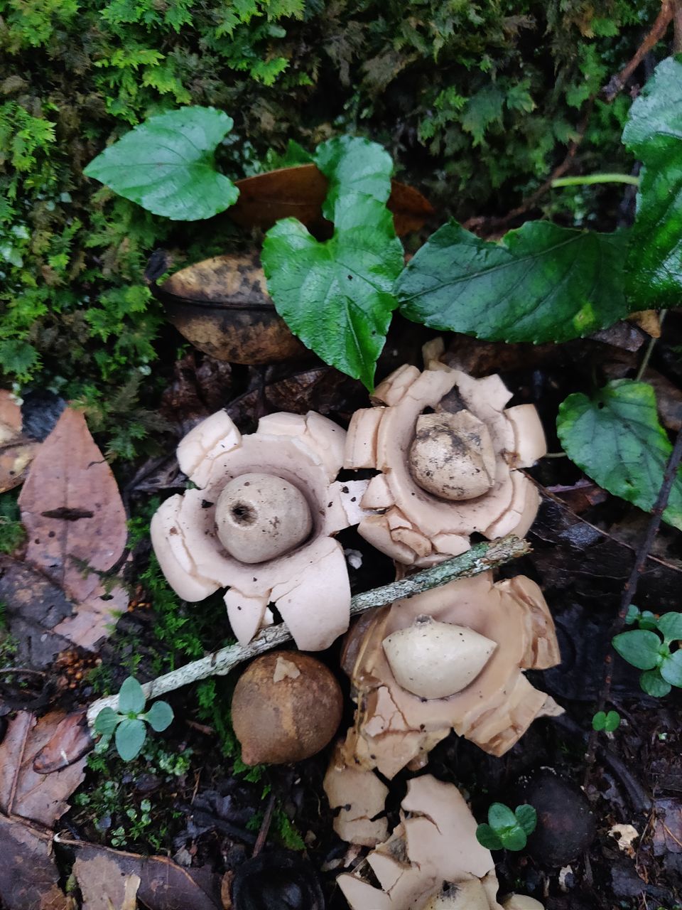 Photo of Sacred Forest In Mawphlang Is All About Things You've Never Seen Or Heard Before by Disha Kapkoti