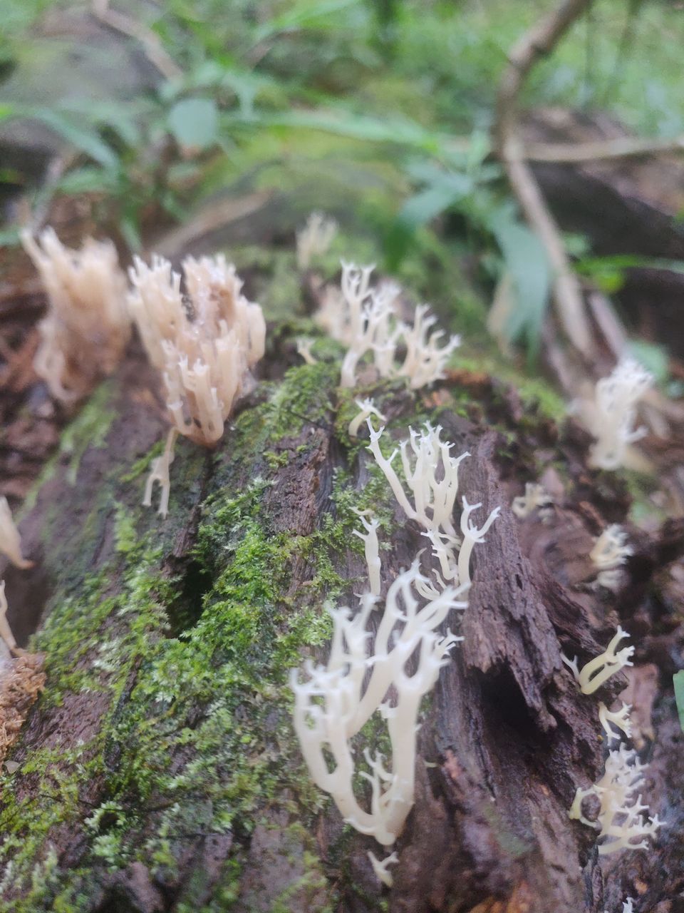 Photo of Sacred Forest In Mawphlang Is All About Things You've Never Seen Or Heard Before by Disha Kapkoti