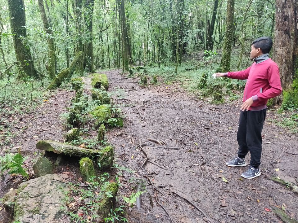 Photo of Sacred Forest In Mawphlang Is All About Things You've Never Seen Or Heard Before by Disha Kapkoti