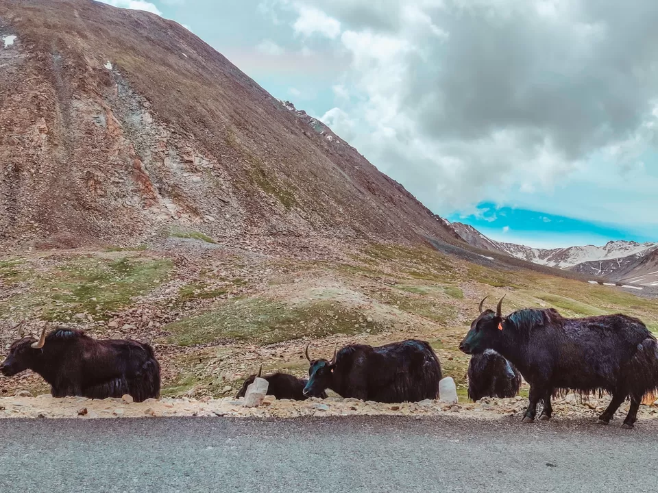 Photo of Manali - Leh 10 days itinerary Most Panaromic Road Trip! by Shreyabond | Travel in Style