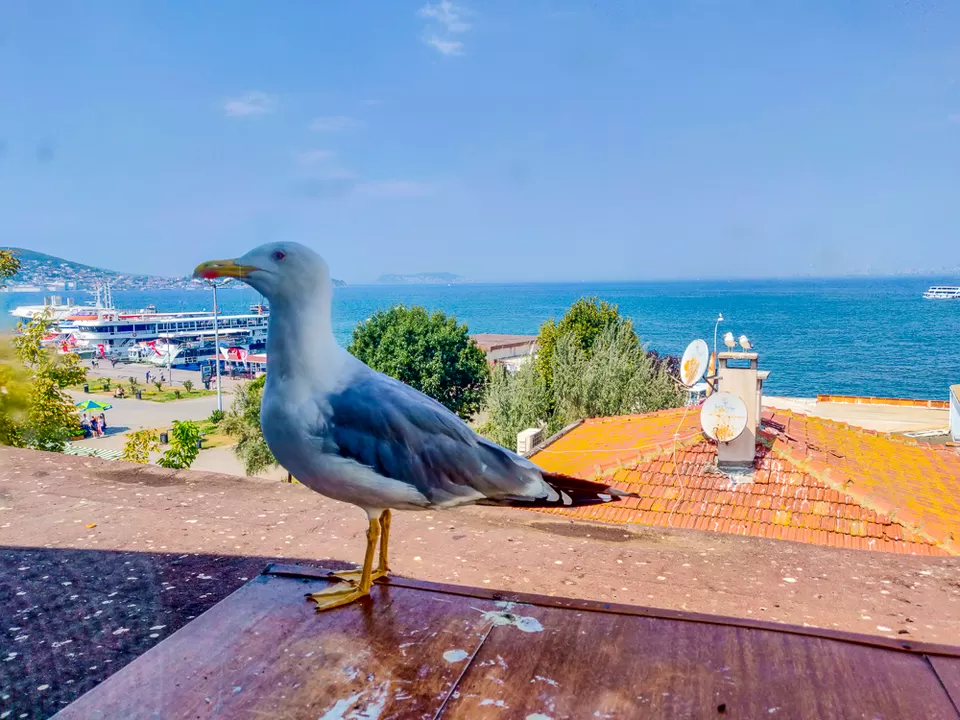 Photo of Perfect 8 days in Turkey- Istanbul, Cappadocia, Fethiye, Pammukale, Kusadasi by Shreyabond | Travel in Style