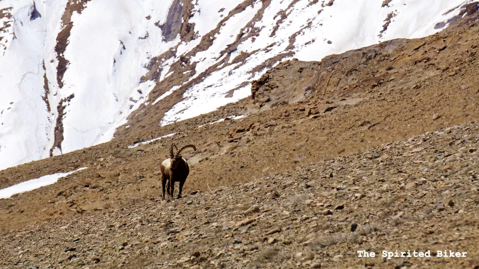 Photo of Kibber, Himachal Pradesh, India by the_spirited_biker