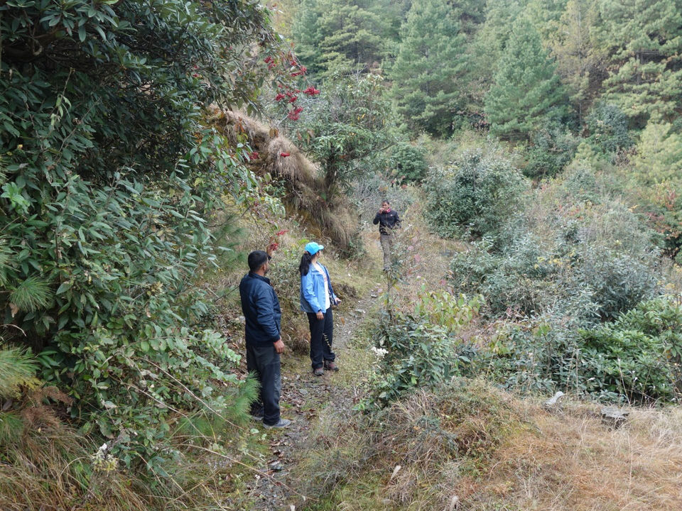Photo of Himalayan Eco Lodges, Viraatkhai - Chakrata, Loharna, Uttarakhand, India by Samiksha Khanduri