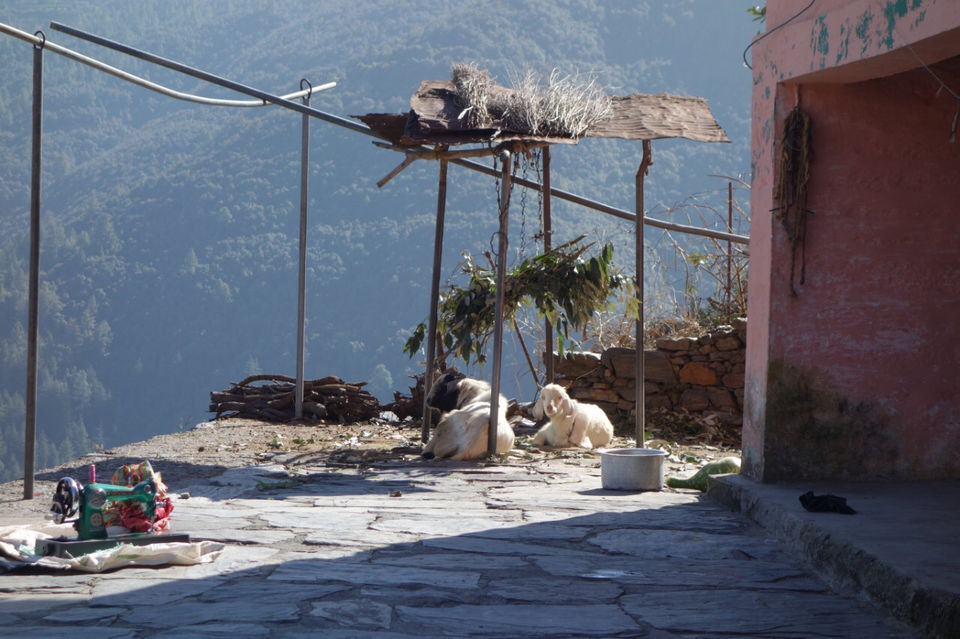 Photo of Himalayan Eco Lodges, Viraatkhai - Chakrata, Loharna, Uttarakhand, India by Samiksha Khanduri