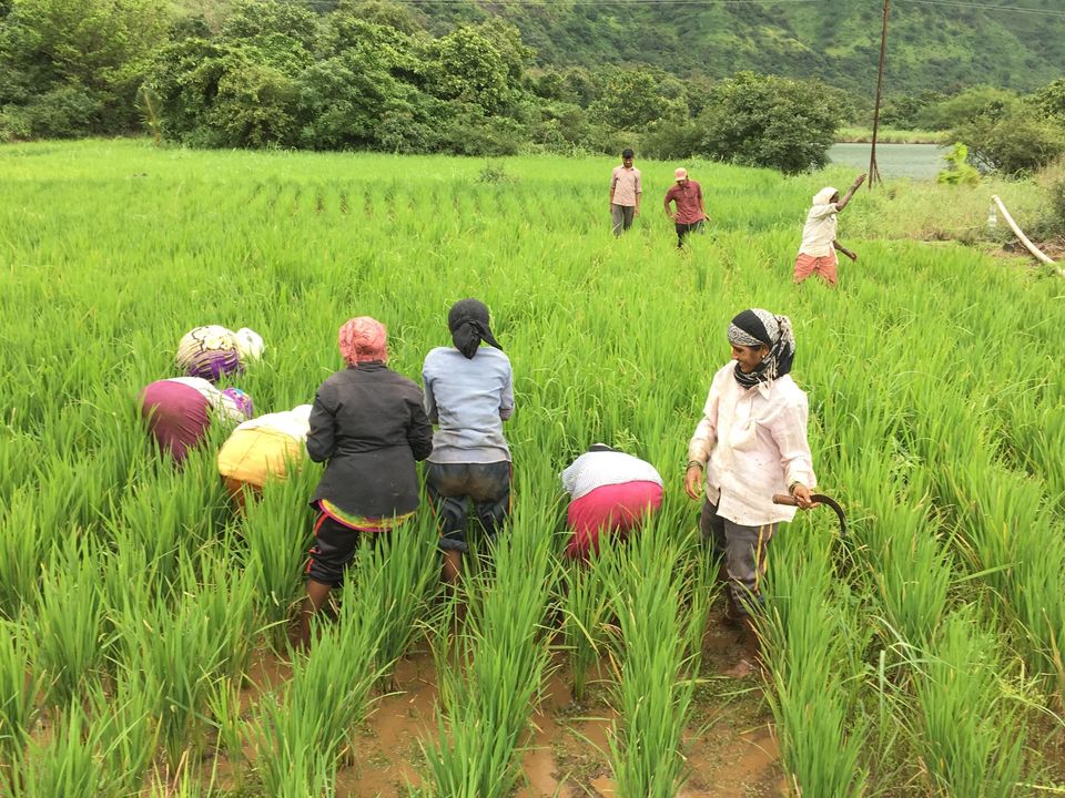 Photo of Be a Volunteer on an Organic Farm with WWOOF India 2/7 by Shivani Vohra