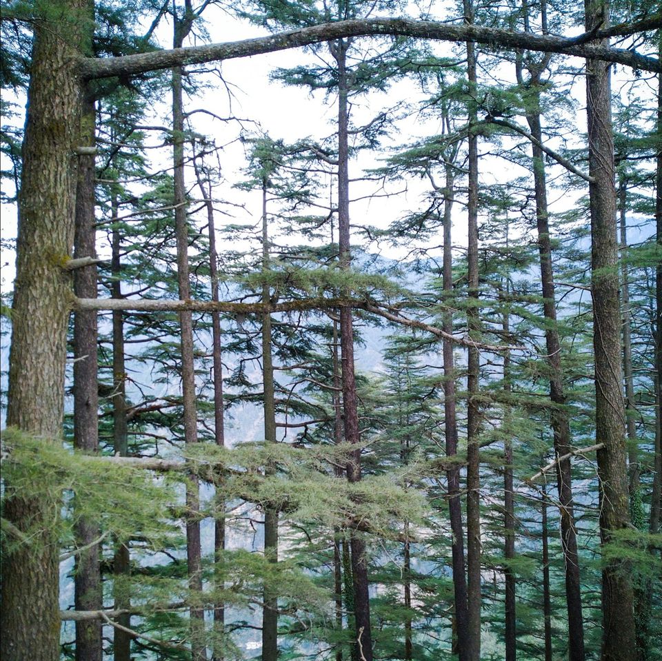 Photo of Dhanaulti, Uttarakhand, India by Akash Vetal