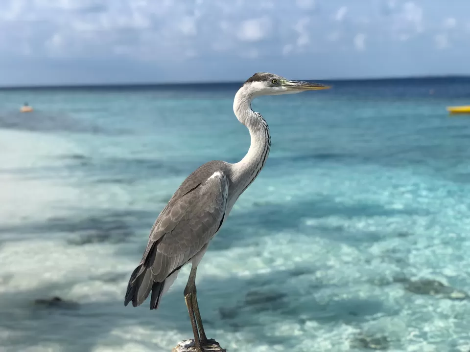 Photo of Malahini Kuda Bandos Resort, Maldives by Venkatesh Nayak