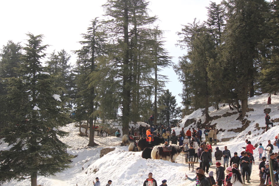 Photo of Snow city - Shimla manali Trip during Winter by Venkatesh Nayak