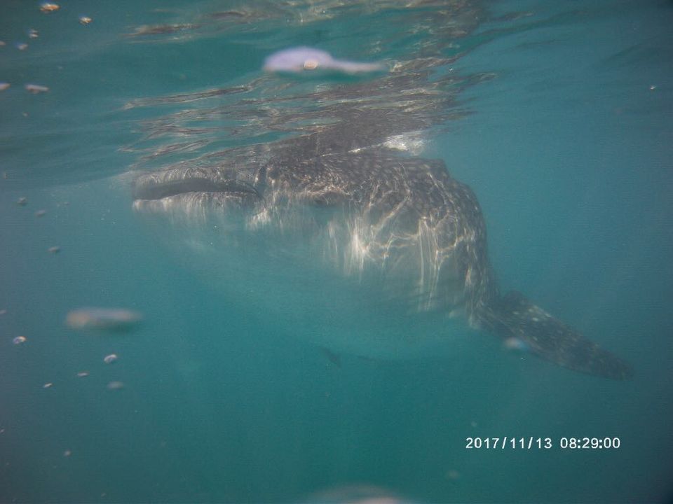 Photo of Oslob Whale Shark Watching, Natalio Bacalso Avenue, Oslob, Philippines by Venkatesh Nayak