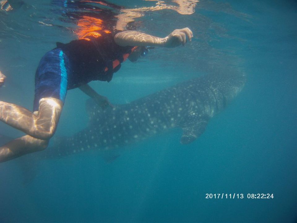 Photo of Oslob Whale Shark Watching, Natalio Bacalso Avenue, Oslob, Philippines by Venkatesh Nayak