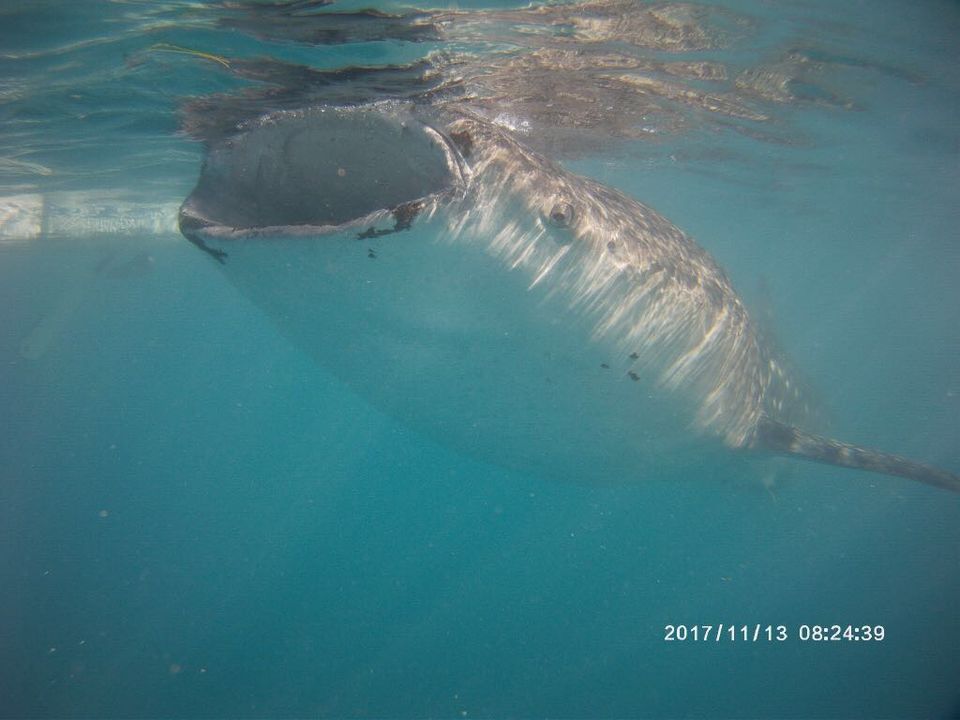 Photo of Oslob Whale Shark Watching, Natalio Bacalso Avenue, Oslob, Philippines by Venkatesh Nayak