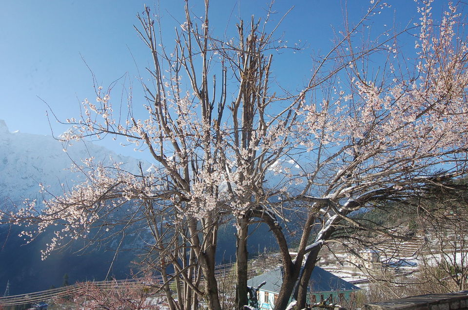 Photo of Kalpa, Reckong Peo, Himachal Pradesh, India by tukuC