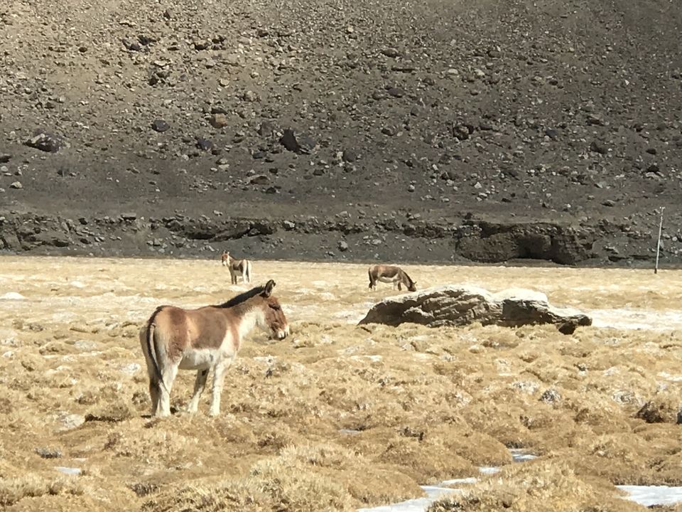 Photo of Pangong Tso by tukuC