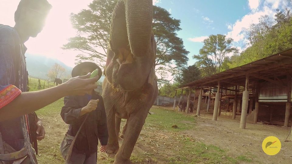 Photo of Bobbys Elephant Home - Chiang Mai by arunvlogger
