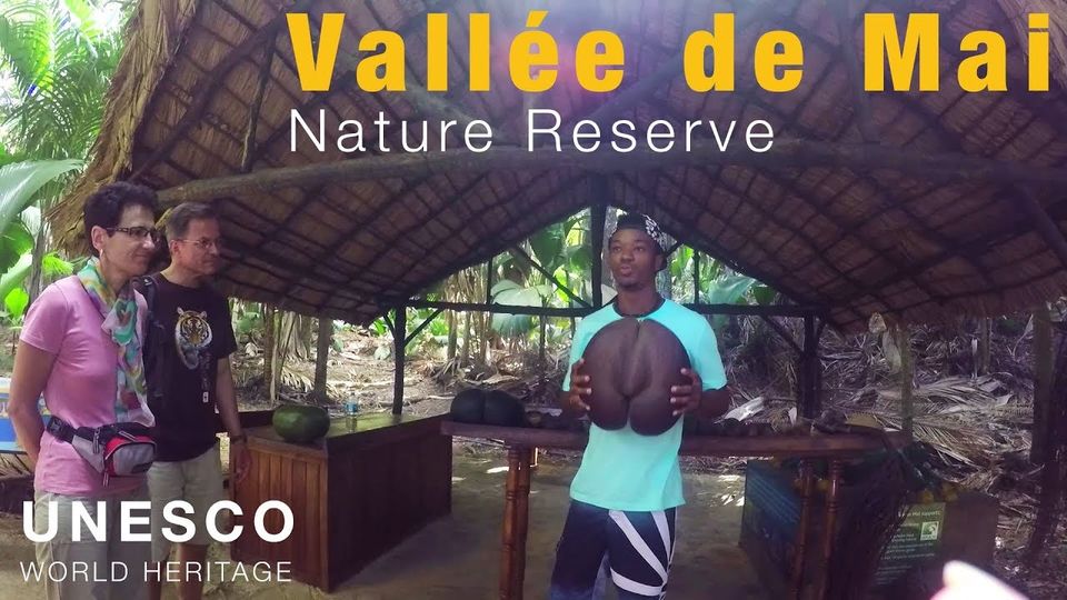 Photo of Worlds Largest Seed in Vallee De Mai Nature Park, Praslin Island - UNESCO Heritage by arunvlogger