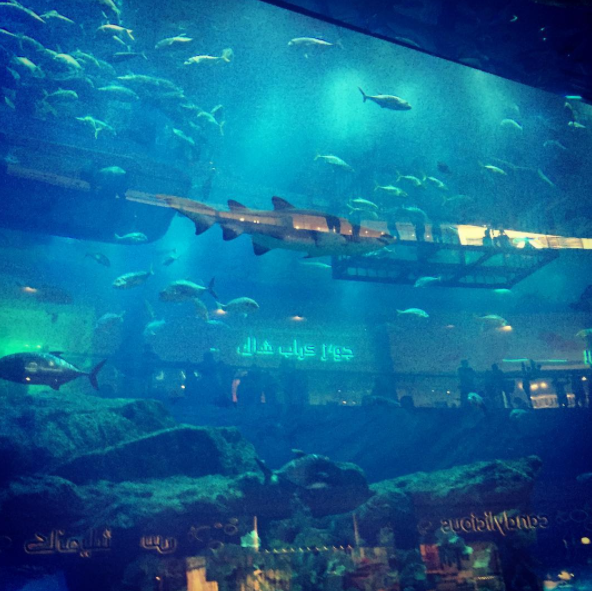 Photo of Dubai Aquarium & Underwater Zoo - Downtown Dubai - Dubai - United Arab Emirates by Faizan Shahzad