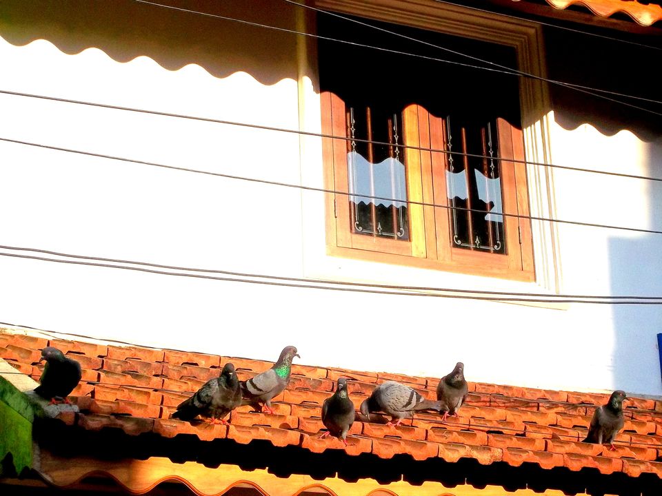 Photo of A Stroll to Jew street- Cochin 5/9 by Swetha Kumar