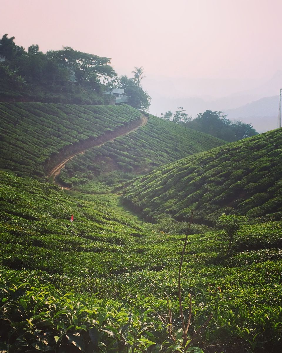 Photo of Neelakurinji Plantation Resort, Idukki, Kerala, India by Swetha Kumar