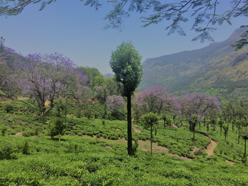 Photo of Neelakurinji Plantation Resort, Idukki, Kerala, India by Swetha Kumar