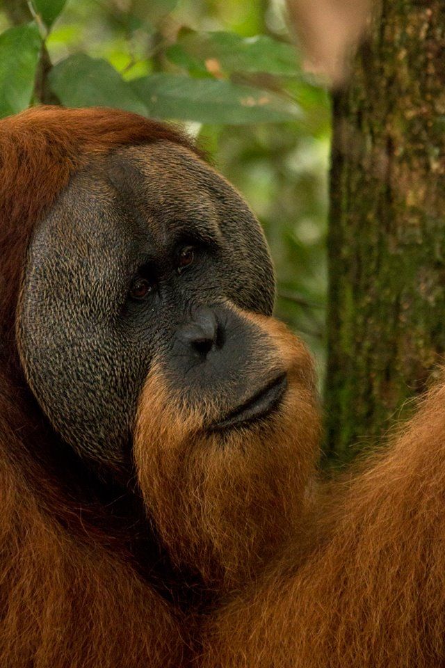 Photo of Into The Wild Bukit Lawang 3/9 by Into The Wild Bukit Lawang